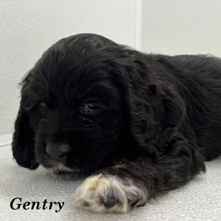 puppy, for, sale, Cocker Spaniel, Joe & Cherri  Overlease, dog, breeder, Miller, MO, dog-breeder, puppy-for-sale, forsale, nearby, find, puppyfind, locator, puppylocator, aca